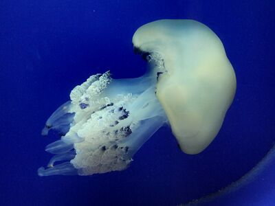 Aquarium Pula | Im Fort Verudela mit über 100 Becken Meereswasser (ca. 250 Tierarten)