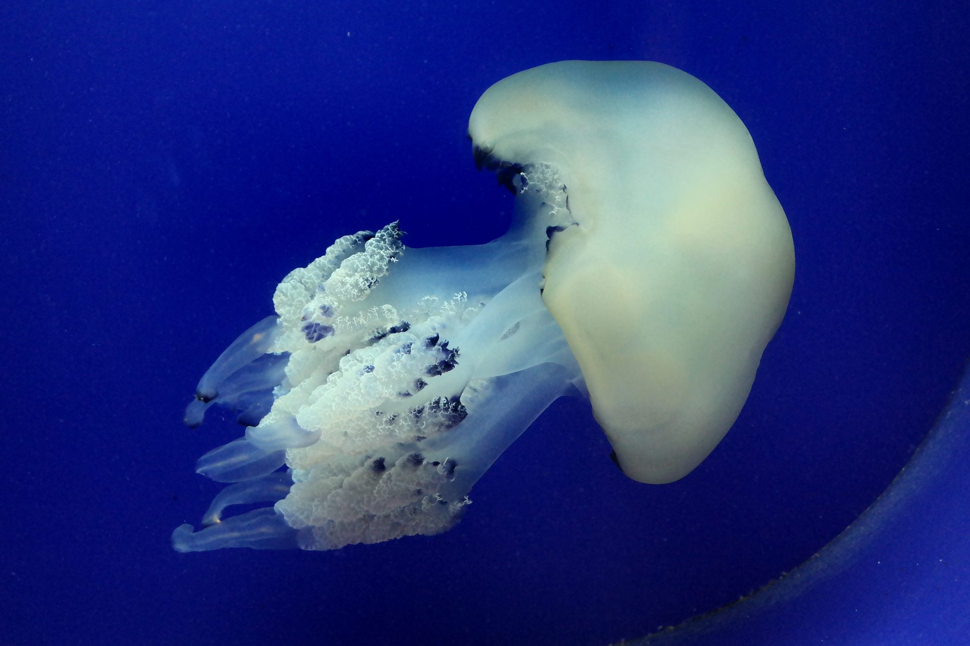 Aquarium Pula | Im Fort Verudela mit über 100 Becken Meereswasser (ca. 250 Tierarten)